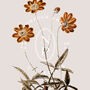 Birth Flower Wall Print 'Cosmos' For October, thumbnail 9 of 9