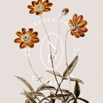 Birth Flower Wall Print 'Cosmos' For October, 9 of 9
