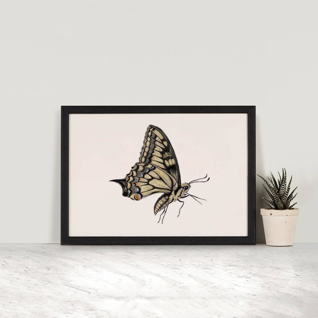 Swallowtail Butterfly Illustration Print By Ben Rothery Illustrator 