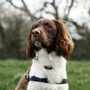 Funny Springer Spaniel Silhouette Dog Card, thumbnail 3 of 6