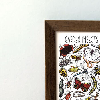 Garden Insects Of Britain Wildlife Print, 6 of 7