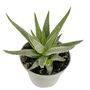 Dotted Aloe Easy Care Decorative House Plant, thumbnail 7 of 7