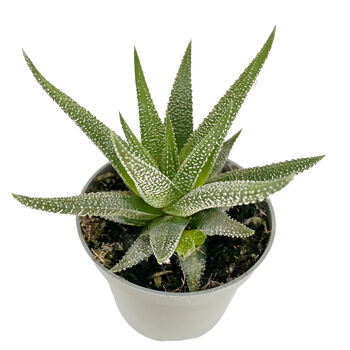 Dotted Aloe Easy Care Decorative House Plant, 7 of 7