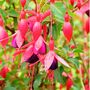 Garden Perennial Fuchsia One Litre Pot, thumbnail 2 of 5