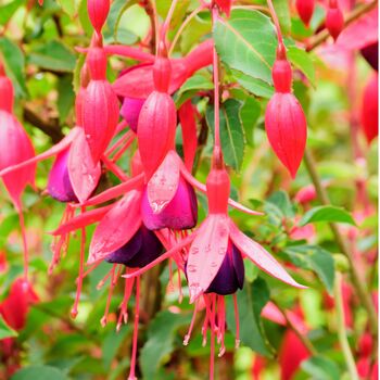 Garden Perennial Fuchsia One Litre Pot, 2 of 5