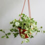 Houseplant Peperomia Scandens 'Variegated' In 13cm Pot, thumbnail 1 of 5