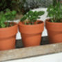3 Herb Seeds in a  "Thank you", thumbnail 3 of 3