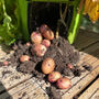Set Of Four Reusable Potato And Vegetable Grow Bags, thumbnail 10 of 12