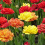 Spring Bulbs Tulips 'Double Mixed' 24 Bulb Pack, thumbnail 4 of 6
