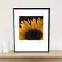 Sunflower Photographic Art Print, thumbnail 1 of 4