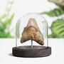 Megalodon Tooth Fragment Bell Jar Fossil Home Decor, thumbnail 1 of 4