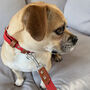 Red Leather Dog Lead, thumbnail 2 of 6