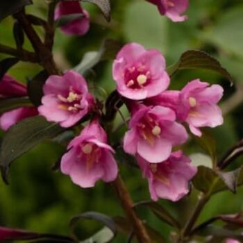 Perennial Weigela 'Victoria' One X Plant In 1 Litre Pot, 4 of 8