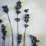 Large Vintage Pressed Flower Frame: Dried Lavender, thumbnail 4 of 8
