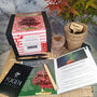 Japanese Maple Bonsai Tree Growing Kit, thumbnail 1 of 10