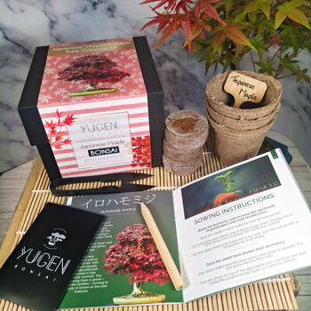 Japanese Maple Bonsai Tree Growing Kit, 2 of 10