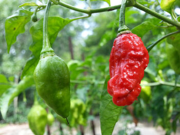Chilli Plants, Ghost Chilli 'Bhut Jolokia', 2 of 9