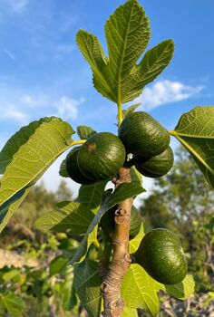 Fig Tree Plant Gift, 2 of 8