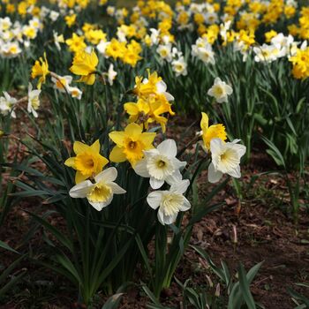 Daffodil 'Naturalizing Mix' 36 X Premium Spring Bulbs, 5 of 5