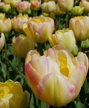 Tulipa Crème Upstar – 15 Cream And Pink Tulip Bulbs, 2 of 3