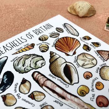 Seashells Of Britain Illustrated Postcard, 7 of 10