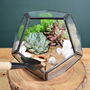 Black Geometric Terrarium Kit With Succulent Or Cactus, thumbnail 9 of 10