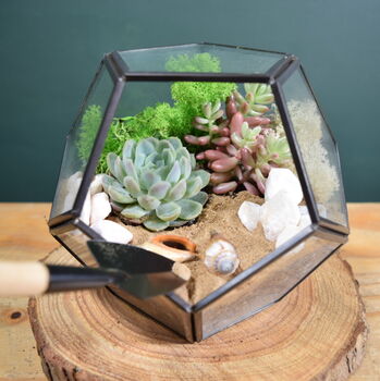Black Geometric Terrarium Kit With Succulent Or Cactus, 9 of 10