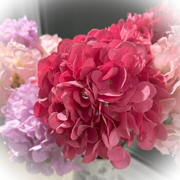 Hydrangea Without Leaf, 2 of 3