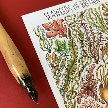 Seaweed Of Britain Watercolour Postcard, 8 of 8