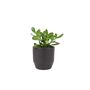 Crassula Money Plant In 12cm Pot – Air Purifying Gift, thumbnail 3 of 7