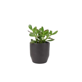 Crassula Money Plant In 12cm Pot – Air Purifying Gift, 3 of 7