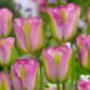 Tulipa Groenland – 15 Green And Pink Tulip Bulbs, thumbnail 3 of 3