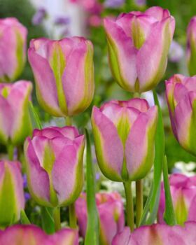 Tulipa Groenland – 15 Green And Pink Tulip Bulbs, 3 of 3