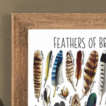Feathers Of Britain Wildlife Watercolour Print, 7 of 8