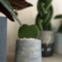 Personalised Concrete Planter With Plant, thumbnail 2 of 7