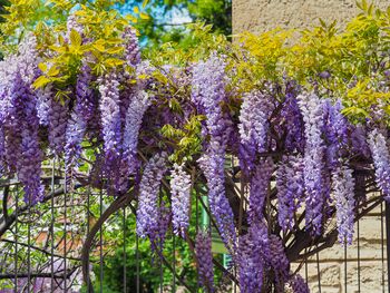 Wisteria Sinensis 'Prolific' Large Plant In Five L Pot, 2 of 5