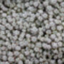 Sedum Plants 'Cape Blanco', thumbnail 4 of 6