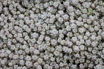 Sedum Plants 'Cape Blanco', 4 of 6