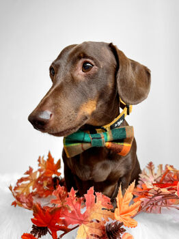 Squirrel Chaser Handmade Dog Bow Tie Autumn, 5 of 6