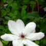Clematis Royal Wedding, Gift For A Wedding Celebration, thumbnail 1 of 2