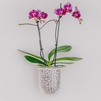 Orla, Wall Mounted Glass Planter, Ideal For Orchids, 6 of 11