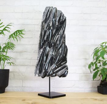 Xl Fossilised Orthocera Black Marble Bespoke Steel Stand Real Authentic Jurassic Dinosaur Fossil Natural History Interior Design Home Decor Display Gift Ornament, 2 of 6