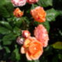 Rose Davids Rose, Personalised Rose Gift, thumbnail 2 of 2