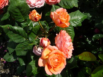 Rose Davids Rose, Personalised Rose Gift, 2 of 2