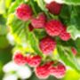 Fruit Plant Raspberry, thumbnail 1 of 5