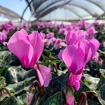 Flowering Cyclamen 'Pink' Three X Plants 9cm Pots, 4 of 7