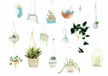 Hanging Plants Watercolour Print, 2 of 2