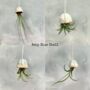 Original Handmade Jellyfish Air Plants, Gift For Plant Lovers, thumbnail 4 of 12