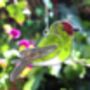 British Garden Birds Suncatcher, thumbnail 6 of 7