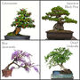 Bonsai Tree Starter Seeds Kit | Four Types, thumbnail 6 of 7